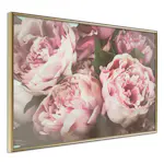Poster Artgeist Affisch Pink Peonies