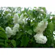 Buske Omnia Garden Syrén Vit 20-40 cm Krukodlade