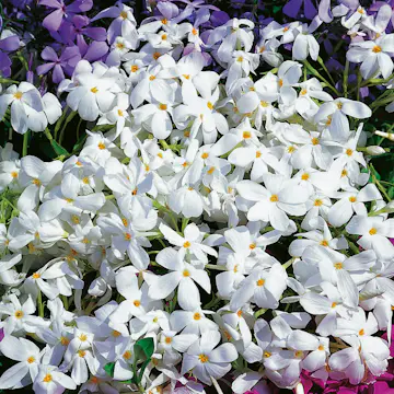 Perenn Omnia Garden Krypflox Alba