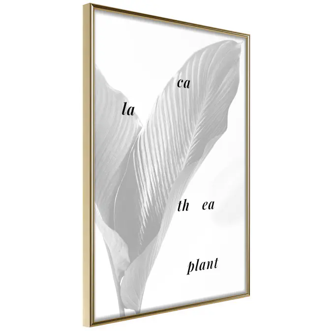 Poster Artgeist Affisch Calathea Plant