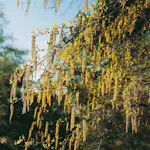 Buske Hassel Omnia Garden 150-200cm