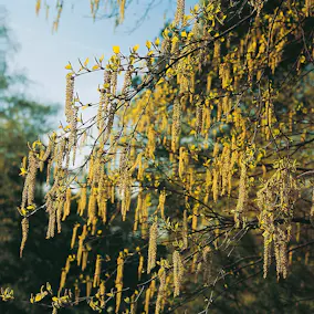 Buske Hassel Omnia Garden 150-200cm