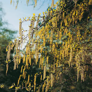 Buske Hassel Omnia Garden 150-200cm