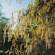 Buske Hassel Omnia Garden 150-200cm