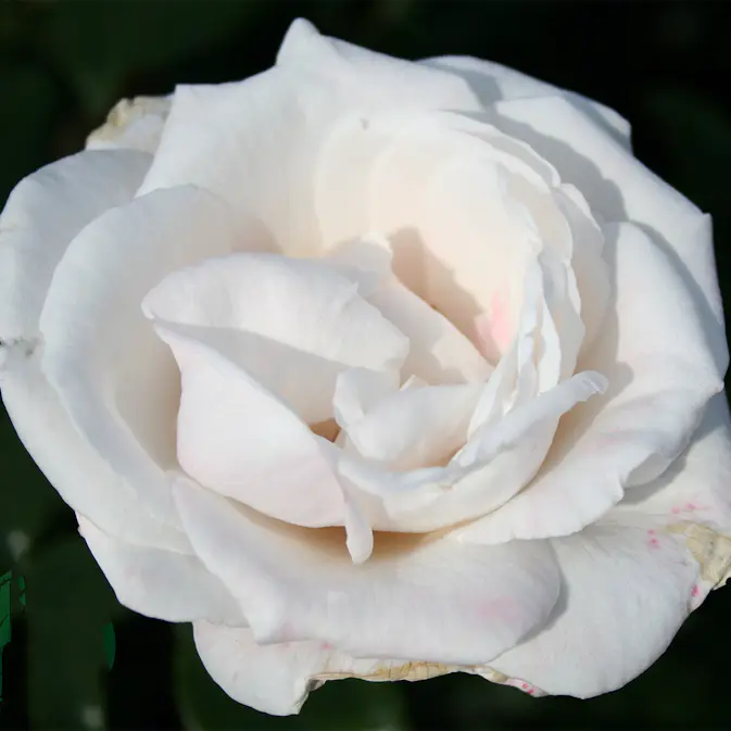 Flerblommig Rabattros Omnia Garden Royal Copenhagen