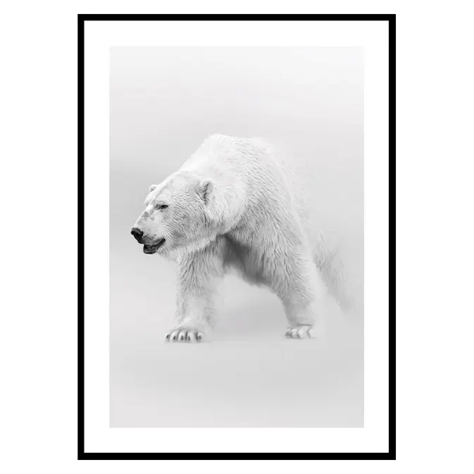 Poster Gallerix Faded Polar Bear