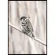 Poster Gallerix Tree Sparrow