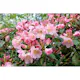 Rhododendron Omnia Garden Percy Wiseman 25-30 cm