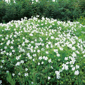 Rabattblomma Omnia Garden Blodnäva Album