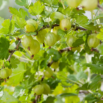 Buske Gula Krusbär Omnia Garden 50-60 cm