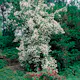 Prydnadsbuske Schersmin- Doftschersmin Omnia Garden 100-150 cm
