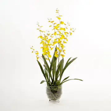 Konstväxt Mr Plant Oncidium