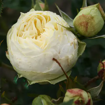 Flerblommig Rabattros Omnia Garden Wedding Piano