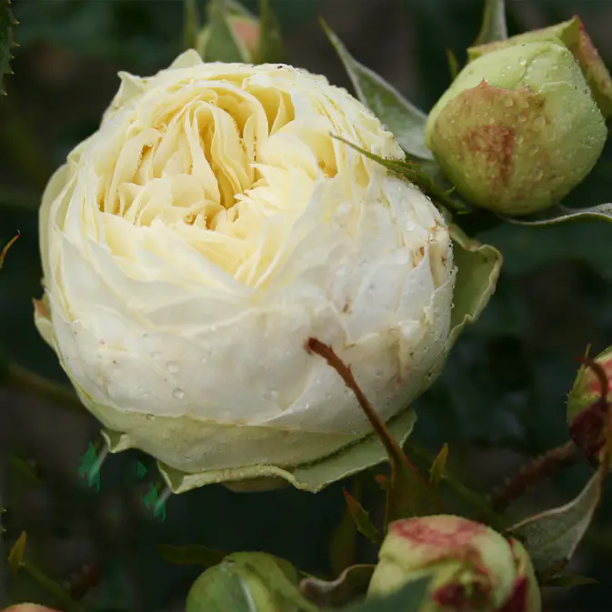 Flerblommig Rabattros Omnia Garden Wedding Piano