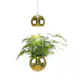 Fönsterlampa Globen Lighting Planter