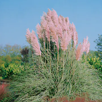 Prydnadsgräs Omnia Garden Pampasgräs Rosea