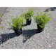 Häck Omnia Garden Dvärgpraktspirea 10-20cm Krukodlade