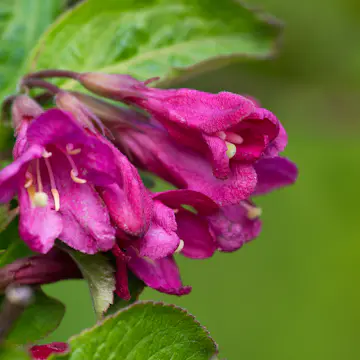 Perenn Omnia Garden Rosenprakttry Korea E