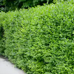 Häck Omnia Garden Vinterliguster Liga Krukodlade 10st