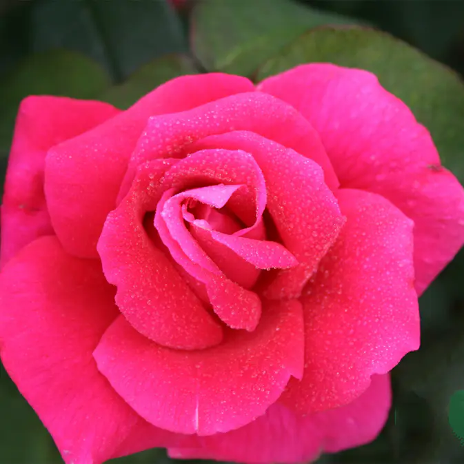 Storblommig Rabattros Omnia Garden Hanne