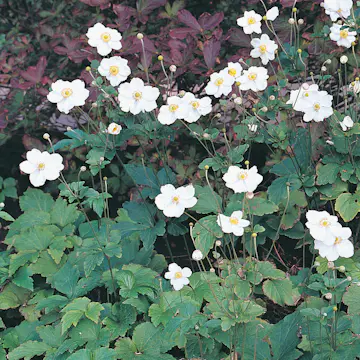 Perenn Omnia Garden Höstanemon Honorine Jobert