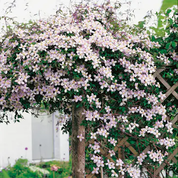 Klätterväxt Röd Bergsklematis Omnia Garden 40-60 cm