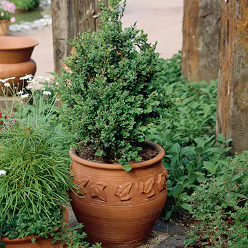 Prydnadsbuske Omnia Garden Buxbom