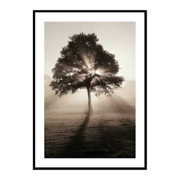 Poster Gallerix Tree In Sunrise