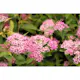 Häck Omnia Garden Dvärgpraktspirea 10-20cm Krukodlade