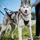 Drag-/kombisele Kennel Equip Nome Active