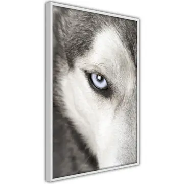 Poster Artgeist Affisch Dog's Look