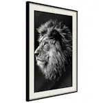 Poster Artgeist Affisch Blue-eyed Lion