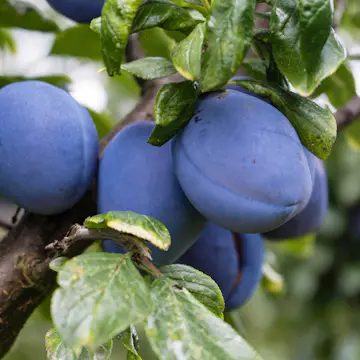 Plommonträd Omnia Garden Experimentalfältets Sviskon