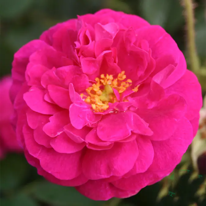 Storblommig Buskros Omnia Garden Henri Martin