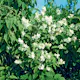 Prydnadsbuske Schersmin- Doftschersmin Omnia Garden 100-150 cm