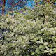 Prydnadsbuske Hägg Omnia Garden 100-125cm