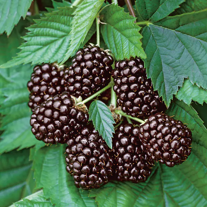 Björnbärsbuske Omnia Garden Thornfree