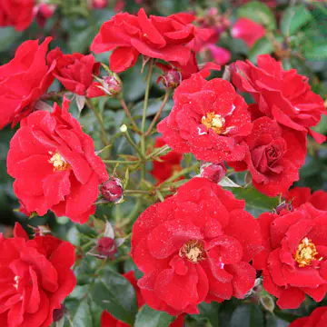 Ros Omnia Garden Marktäckande Austriana