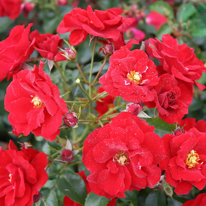 Ros Omnia Garden Marktäckande Austriana