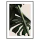Poster Gallerix Monstera One