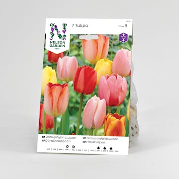 Tulpan Nelson Garden Darwin Blandade Färger