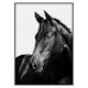 Poster Gallerix Black Horse