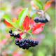 Buske Omnia Garden Svartaronia Aronia Mel Hugin 20-40 cm