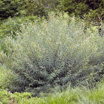 Prydnadsbuske Omnia Garden Rödvide Salix Purpurea