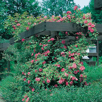 Storblommig Buskros Omnia Garden Maidens Blush