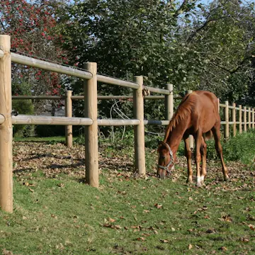 Häststängsel Hortus