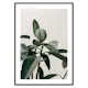 Poster Gallerix Rubber Plant