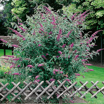 Prydnadsbuske Omnia Garden Syrénbuddleja Ile De France