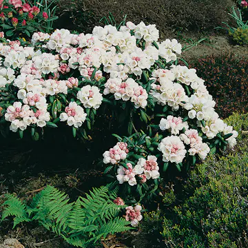 Rhododendron Koichiro Wada Omnia Garden 20-25 cm