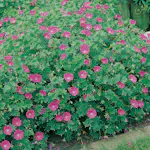 Rabattblomma Omnia Garden Blodnäva Geranium Sanguineum